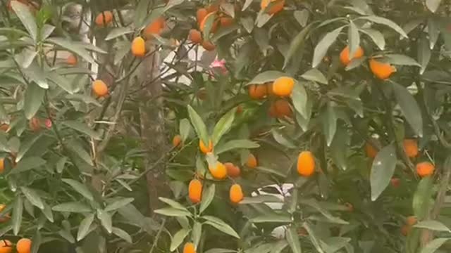 The orange tree bore fruit