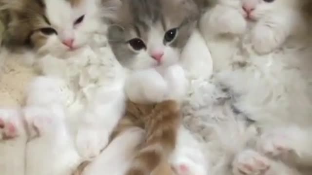 .A cute kitten who likes to be cute.