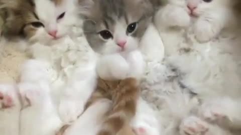 .A cute kitten who likes to be cute.