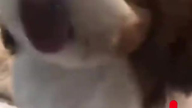 dogs in line
