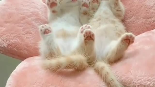 Funny cat