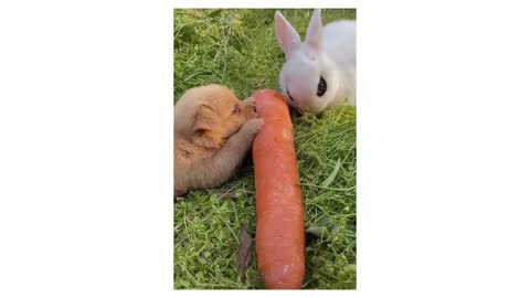 Cute pups playing with Rabbit #playing, #Cute pups, #Rabbit