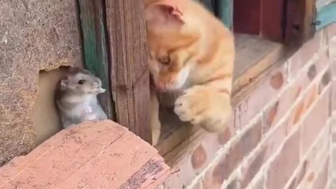 Real life tom and jerry 😍