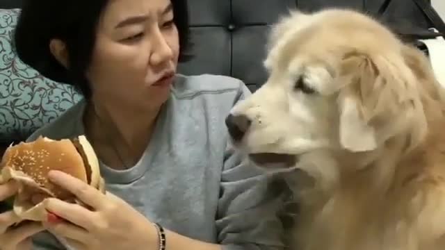 🤣 Awesome Funny Pet Animals Life Videos 😇