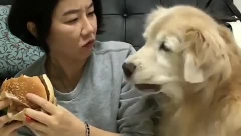 🤣 Awesome Funny Pet Animals Life Videos 😇