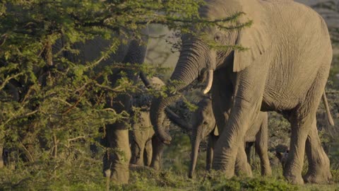 A family of African elephants
