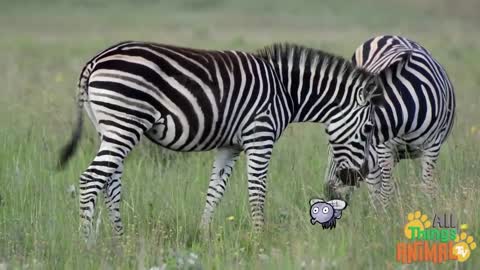 * ZEBRA * | Animals For Kids | All Things Noraiz
