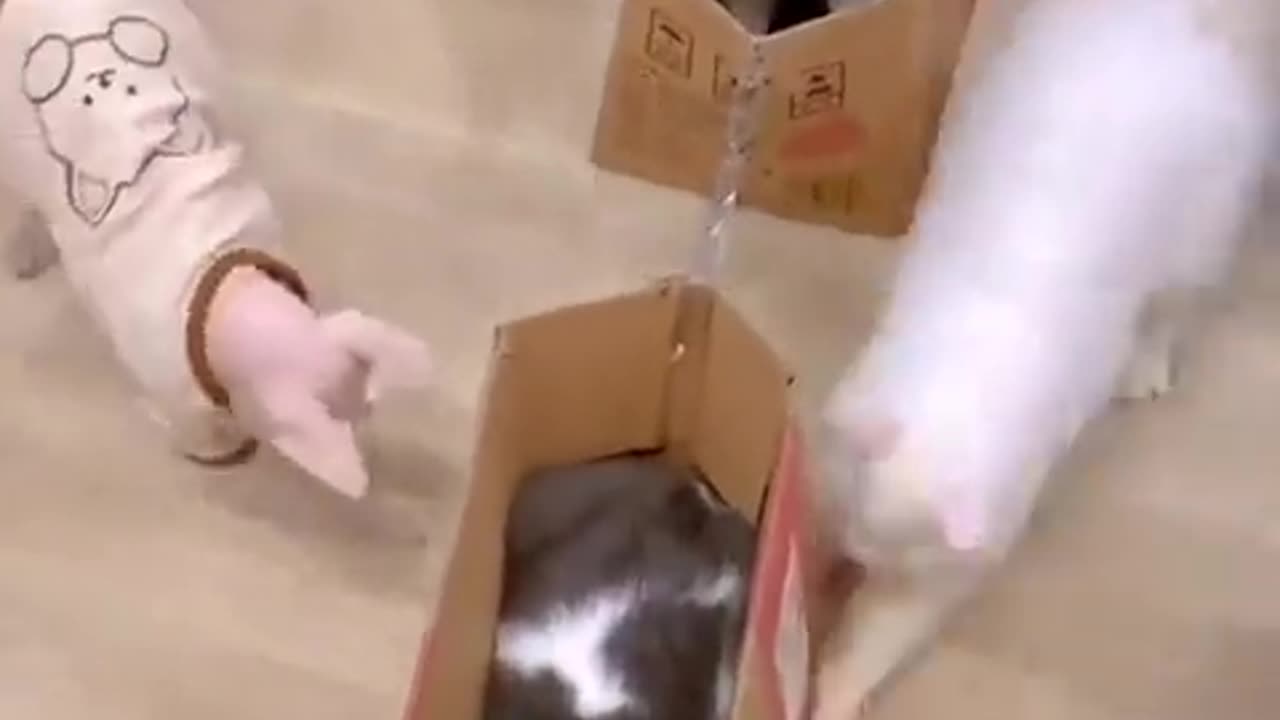 Cat TRAIN