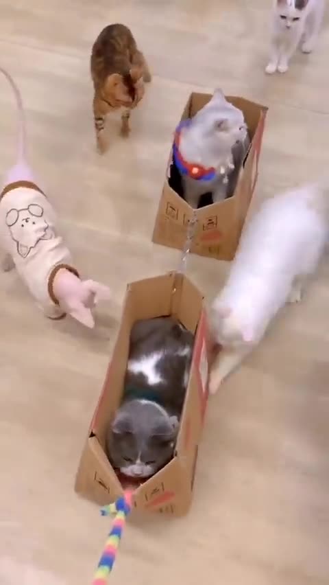Cat TRAIN