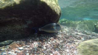 Fish swim in the Red Sea, colorful fish, Eilat Israel 5