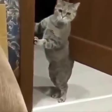 This Cat Does not like Bedroom Drama