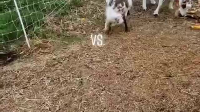 Rabbit vs got