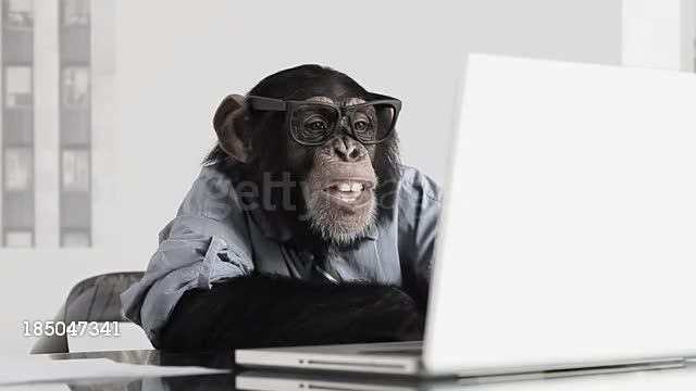 Monkey Business office