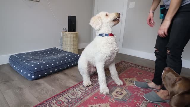 Dog Training