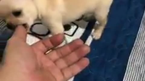 mischievous pet