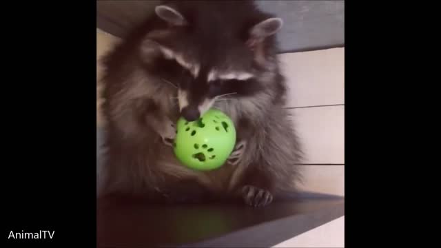 Racoon chews on a ball