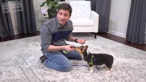 How to Teach your Dog 3 Things Right Now!