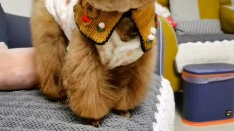 puppy's four feet