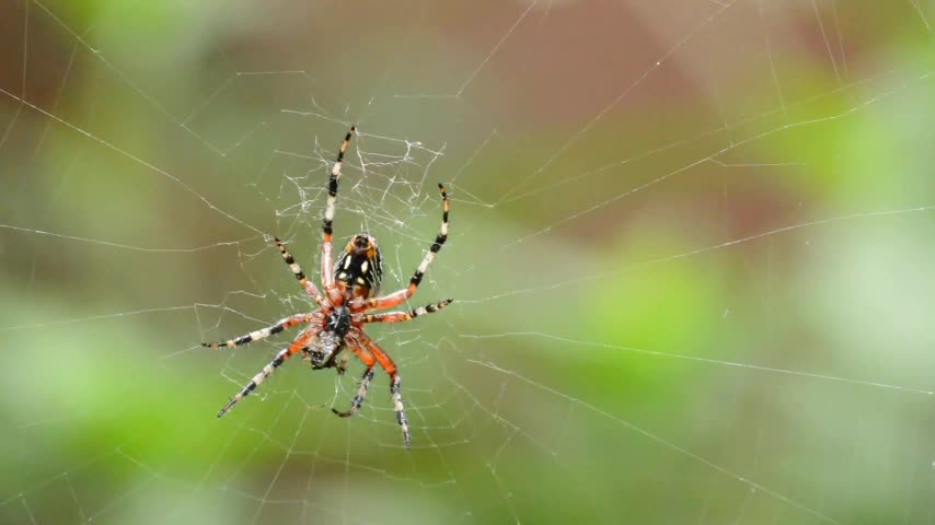 So cute Spider