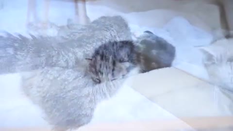 Daddy cat Coco meets baby kittens for the first time