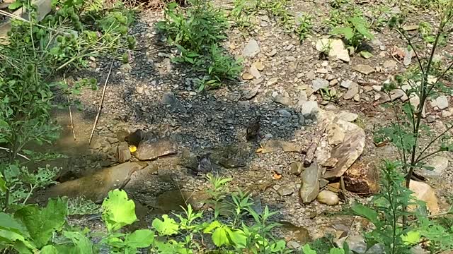 Baby Robin bathing in summer heat