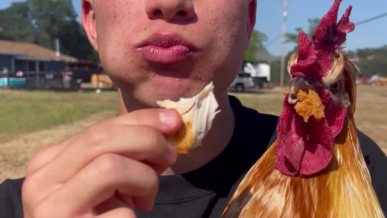 Eat A Chicken In Front Of A Chicken 🐔