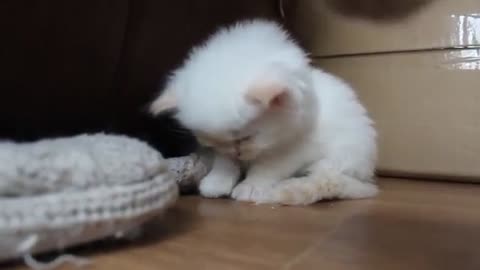 ❤️Cute kitty tries not ot fall asleep❤️ 🤣( SUPER FUNNY🤣)