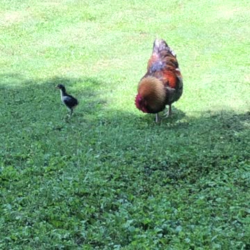 Little Chick vs Big Rooster