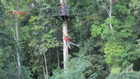 Forest in Uganda