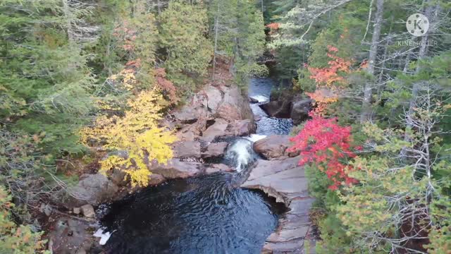 Beautiful trees near the river.