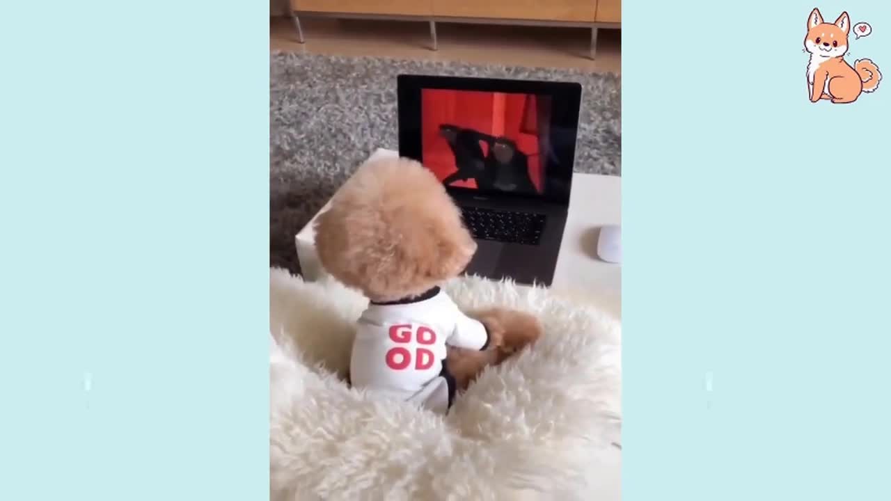 Try Not To laugh Challenge@