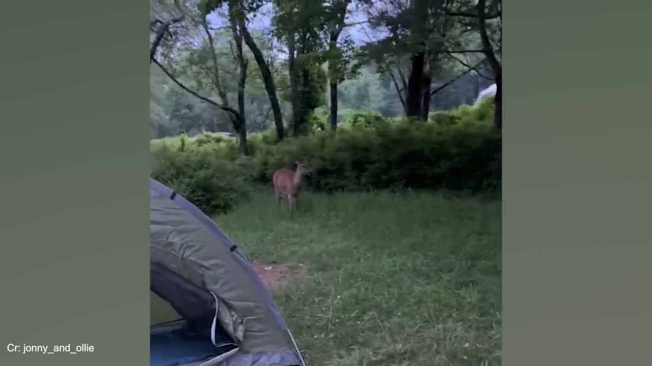 Cute Dogs