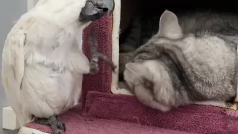 Cat and bird 🐦