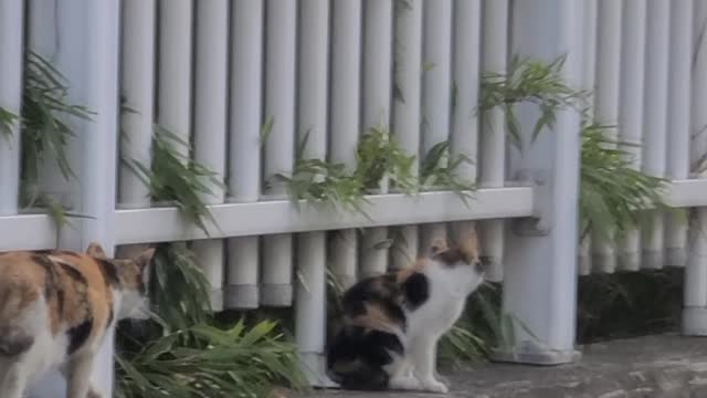 mom cat baby cat