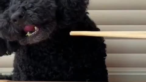 Chewy Chicken Feast: ASMR Dog Mukbang