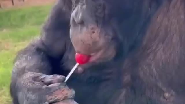 Chimps also like to eat lollipops