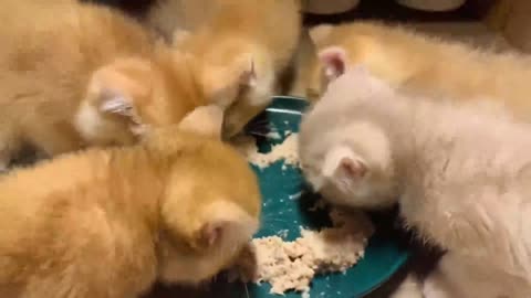 A group of kitties are dining