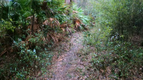 Cumberland Island Tar Kiln Trail 2020-11