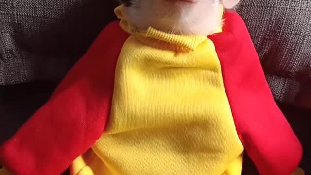 Cute Piglet Falls Asleep