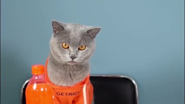 The kitten began to perform magic tricks