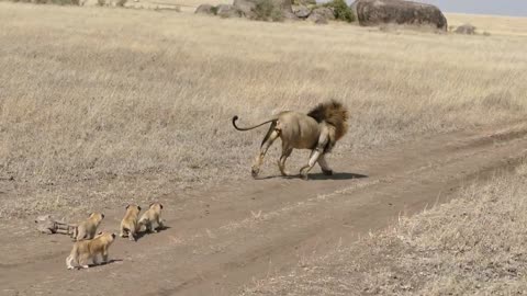 Lion DaD Tries to ditch his (kids)
