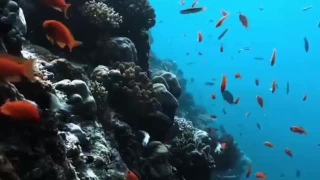 Ocean World