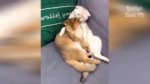 videos of funny animals cats, dog