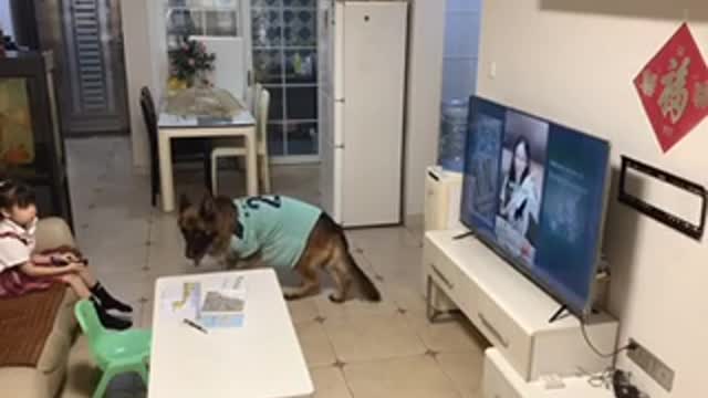 Smart dog