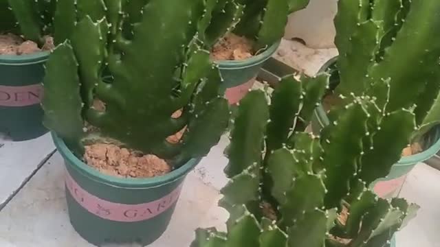 Very moist small cactus