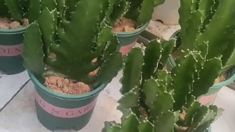 Very moist small cactus