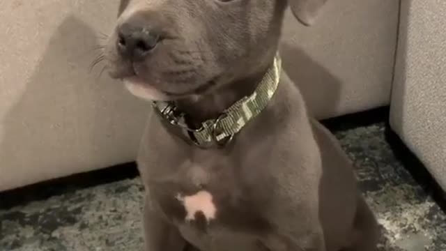 Cute and Adorable Puppy!