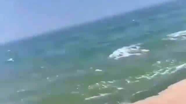 This is a beautiful and charming water-dwelling species