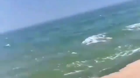 This is a beautiful and charming water-dwelling species