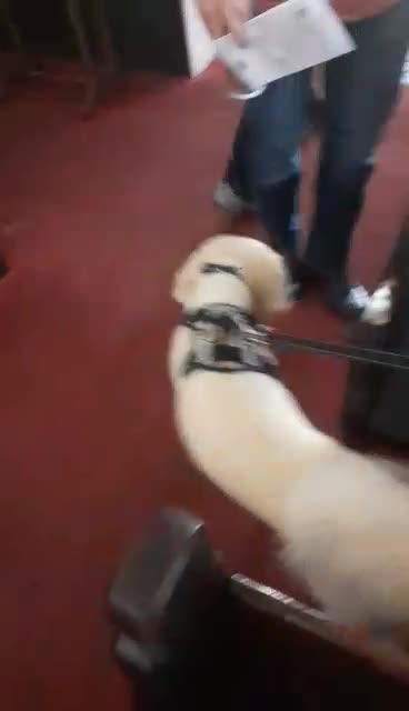 Willie After Service